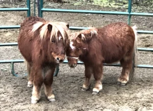 mini ponies